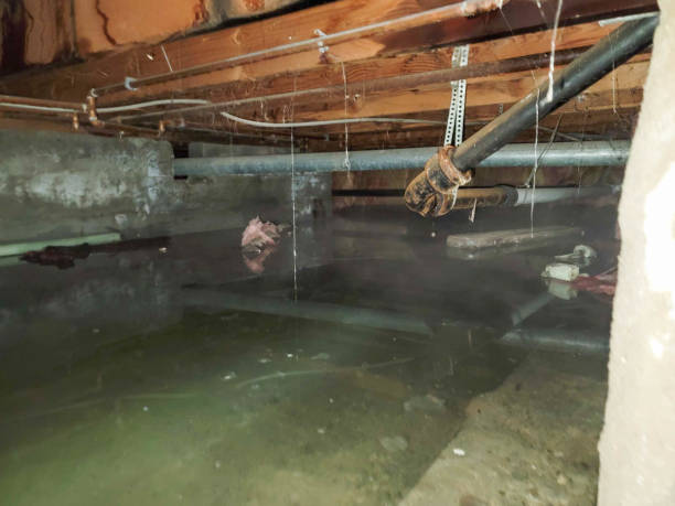 Best Flood restoration services  in Vassar, MI
